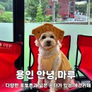 마루애견 | [용인애견카페] 처인구 애견운동장과 포토존이 있는 애견카페 안녕,마루 내돈내산 후기