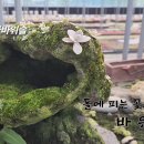 "개도 연화바위솔" 석부작!!! 이미지