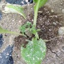 국대농장 이미지