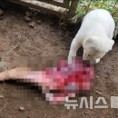 잘사냥