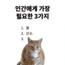 별빛멍냥 네이버블로그