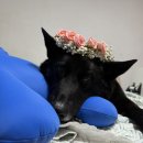 (주)휴먼물류 | [진도믹스 멋쟁이] 진도믹스 나의 멋쟁이 서울에 온지 6년 6살 생일축하해
