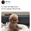 강아지도 혈압 정상범위가 120/80 이래 이미지