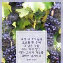 포도나무 네이버블로그