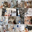 [울지마마이<b>펫</b>] 냥<b>스팟</b>