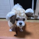 도미노피자 아산온양점 | 일상기록 : 24년 12월 1부