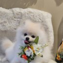 축복 펫살롱 이미지