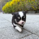 라이프독 하남미사점 24시 강아지분양 | 중랑치와와분양 노원 구리 추천해요