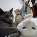 네츄럴초이스