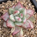 마리포사 이미지