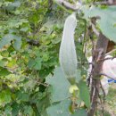 보리수농장 이미지