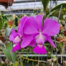 Cattleya walkeriana tipo 'Lapis Rouge #3' HCC/AJOS 워크리아나 티포 '라피스 루주#3' 이미지