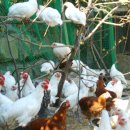 천부농장 이미지