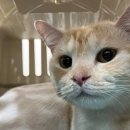 동물보육원 김포지부 이미지