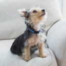 노원N동물의료센터 이미지