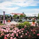 장미축제 이미지