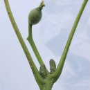 호두나무 이미지