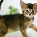 문캐터리 이미지