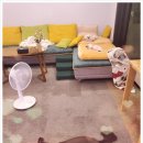 청 애견미용 이미지