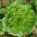 대가주천 이미지