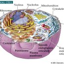 세포의 구조와 기능 이미지