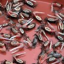 해리전통시장 이미지