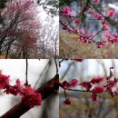 통일기원 미륵대불 | 봉은사 홍매화 &amp; 산수유(26.3.18)