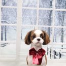 레몬이네 그루밍샵 이미지