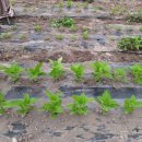 예안슈퍼 이미지