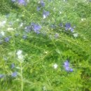 송이송이 이미지