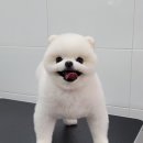 멍멍아 또 와 이미지