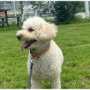 다산 애견훈련소 이미지