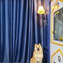 올리스 펫 호텔 이미지