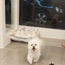 애견미용실 이미지