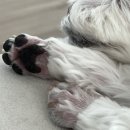 소노펫 뷰티 이미지