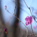 진달래 Rhododendron mucronulatum Turcz. 종 이미지