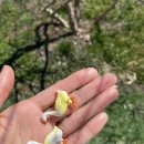 소정목장 | 제주 아이랑 가볼만한곳 아침미소목장ㅣ소 우유주기 체험 후기