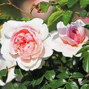 장미원내부 이미지