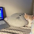 프루타 이미지