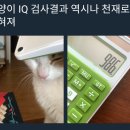 대반전 고양이 IQ검사결과..!! 이미지