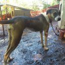 날으는돈까스 이미지