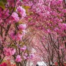 완산방-20 Daum카페