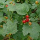 전재현농장 | *-공구종료-아이스산딸기2Kg 38,000원 3명한정 특가공구