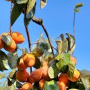 대봉사슴 이미지