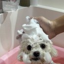 댕그랑댕 이미지