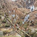 북한산 부암동 (자하문) 백사실 계곡/능금 마을(230260302) 이미지