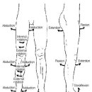 제2장 발의 신체역학적 구조와 기능 - 3. 발과 하지의 동작 이미지