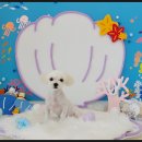 굿데이멍 이미지