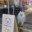 이뻐지는산책 | [파주 금촌] 꼬죄죄 폼피츠의 변신! 금촌애견미용 '이뻐지개' 위생목욕 후기 🐶