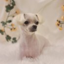 바니펫살롱 이미지